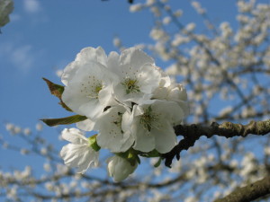 Kirschenblüte