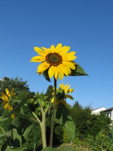 Sonnenblume